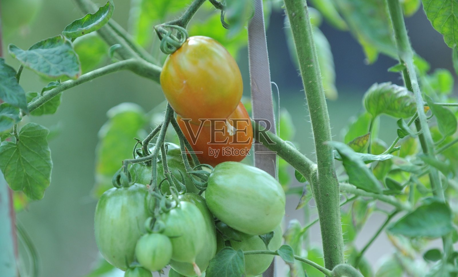 在有机菜园里成熟的西红柿照片摄影图片