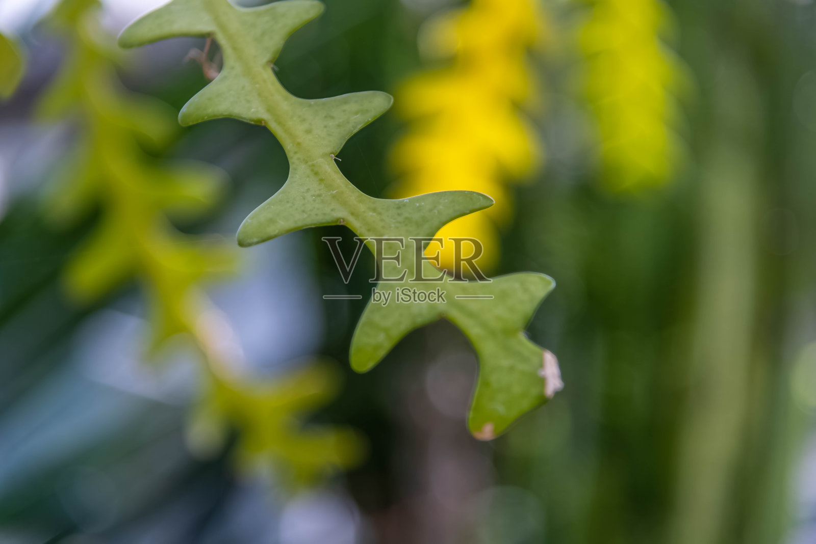 叶照片摄影图片