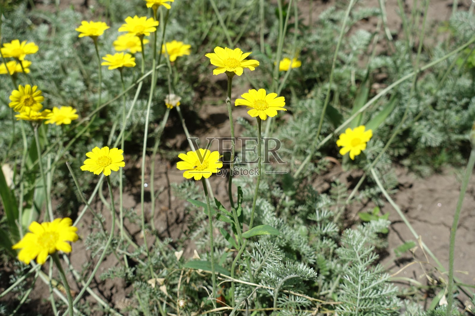 近距离观察黄花科塔在6月Kelwayi照片摄影图片