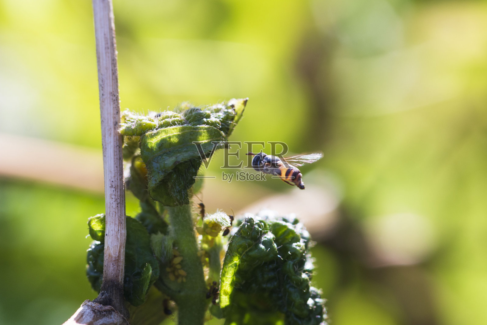 小飞蝇试图采集花蜜照片摄影图片