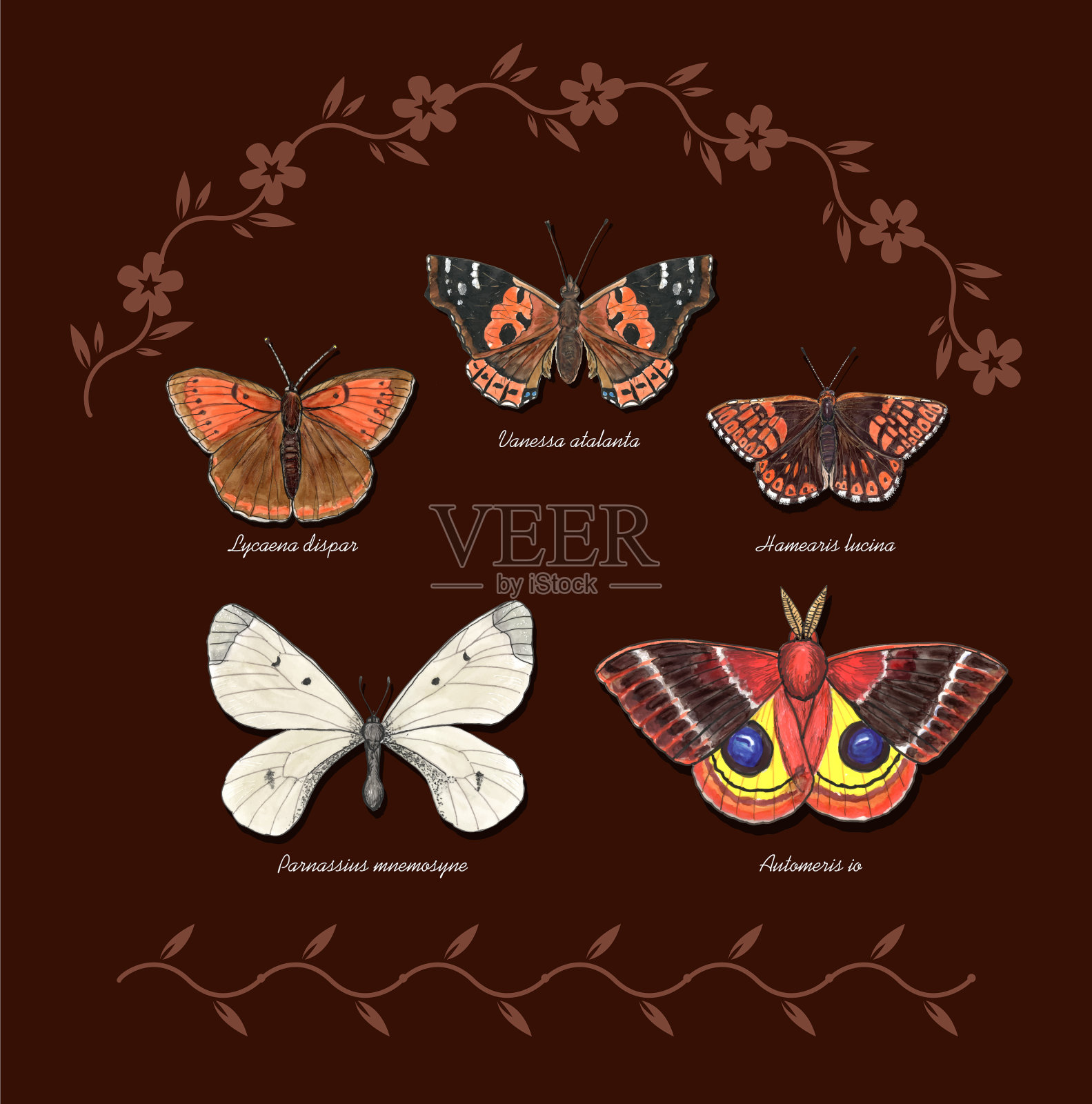 有拉丁名字的蝴蝶插画图片素材