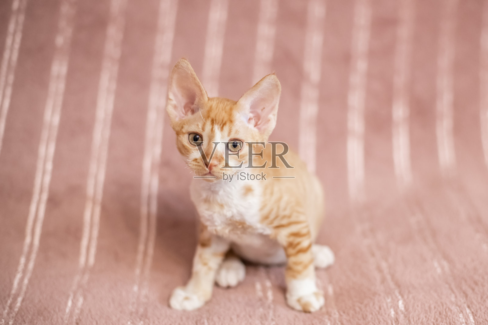 米色条纹的短毛白猫坐在米色床罩上。照片摄影图片