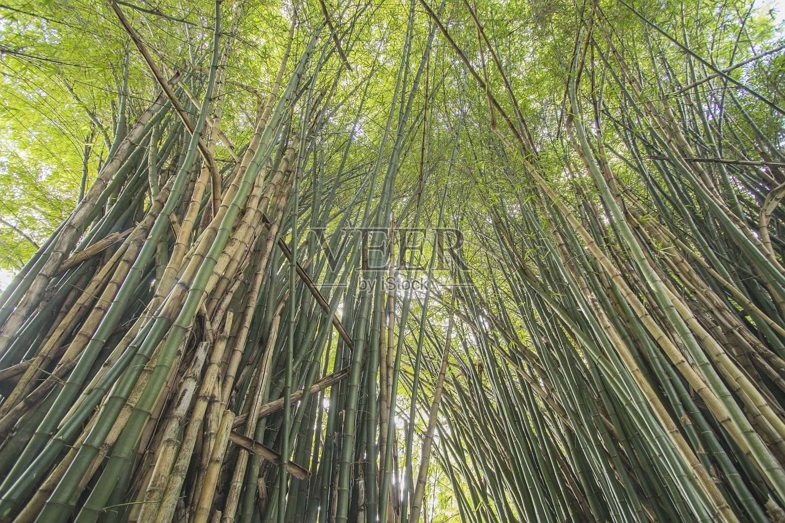 巴西大草原之树照片摄影图片