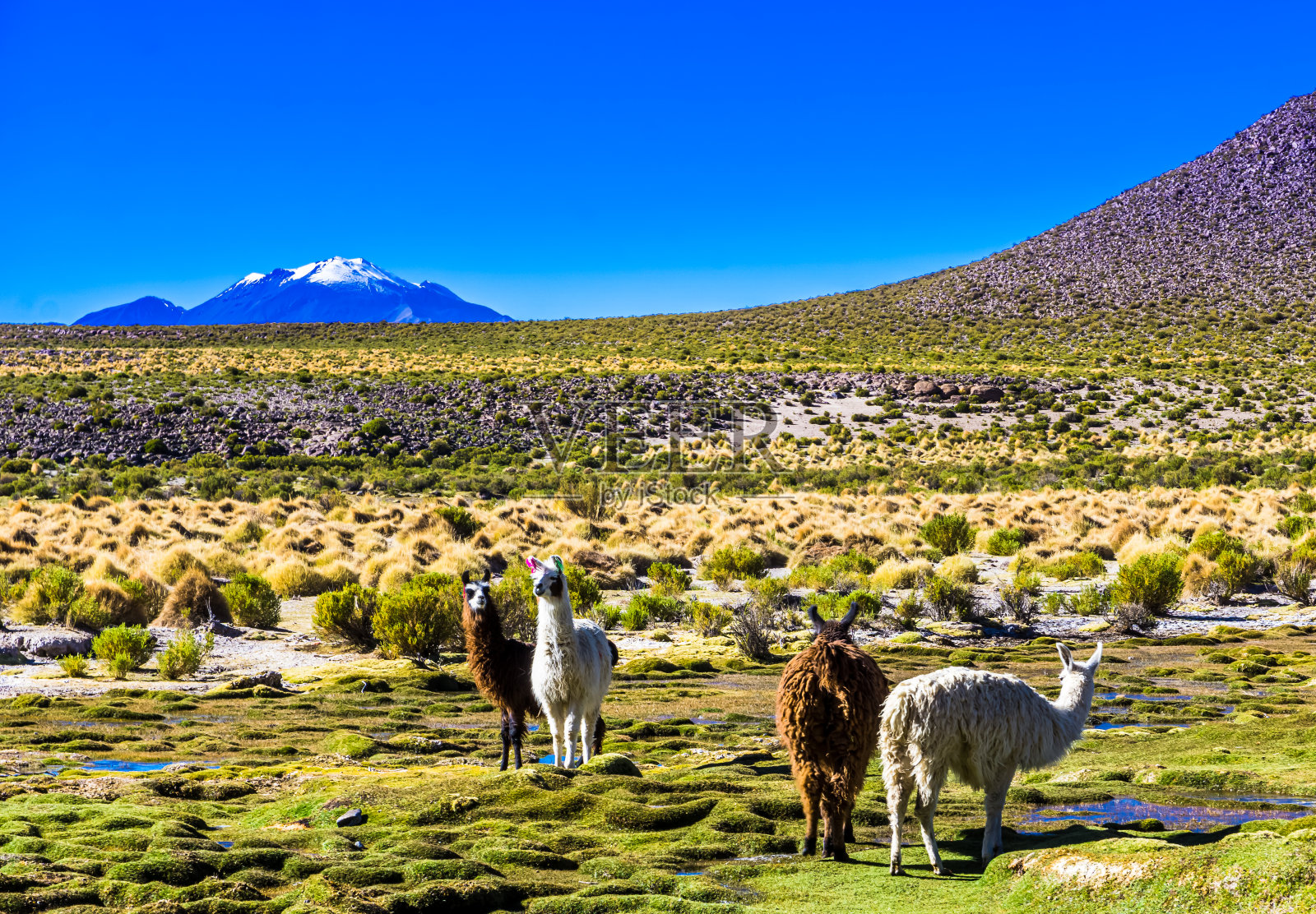 站在玻利维亚高原上的喇嘛照片摄影图片