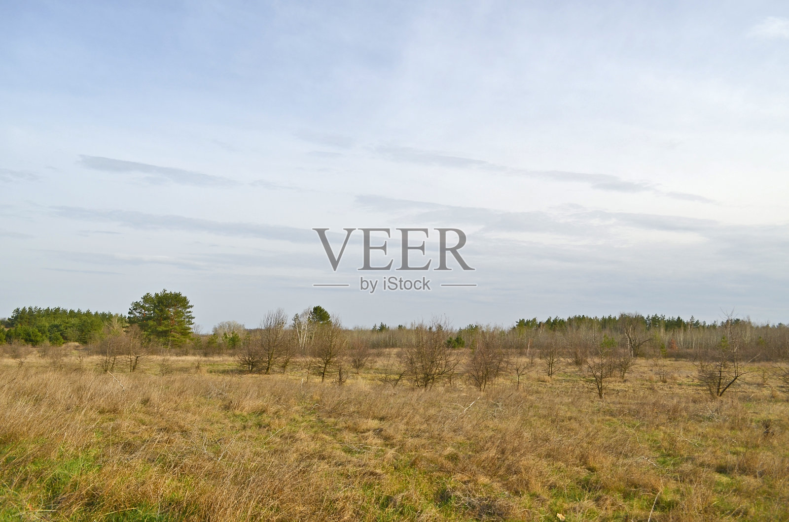 早春松林照片摄影图片