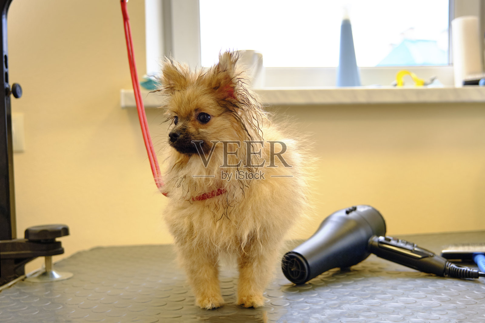 桌上有一只皮毛湿漉漉的博美犬，旁边是用来烘干动物的吹风机照片摄影图片