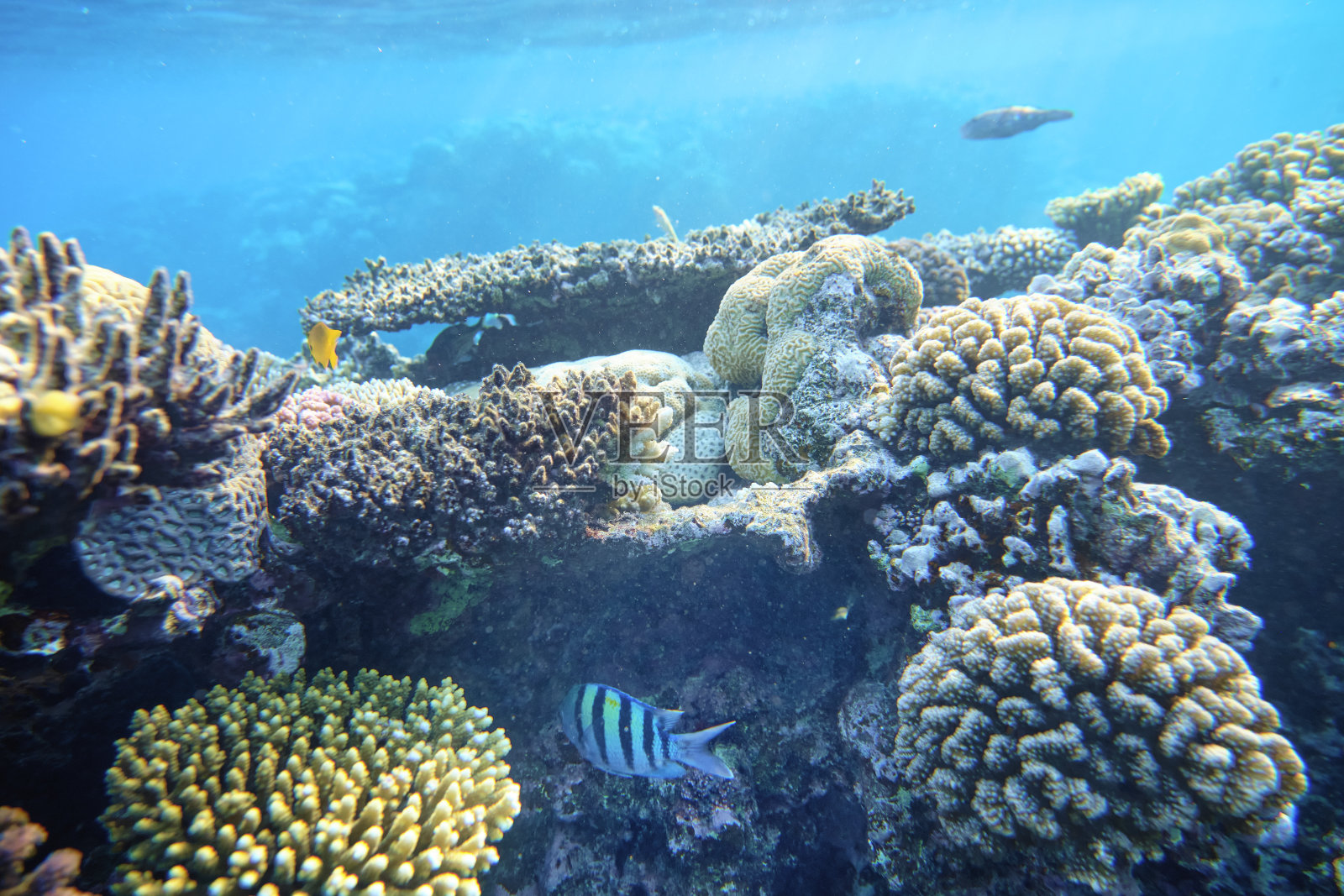 蓝色海水背景下的红海珊瑚礁照片摄影图片