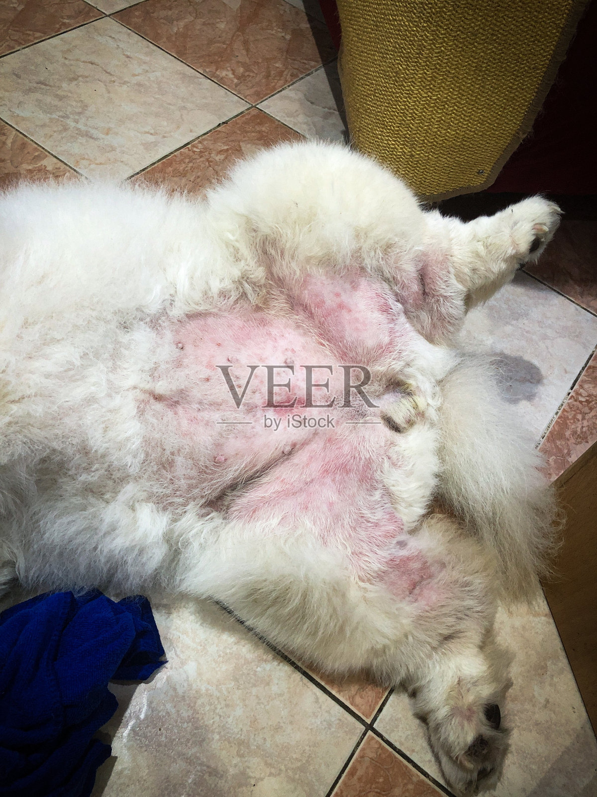 狗的皮肤问题照片摄影图片