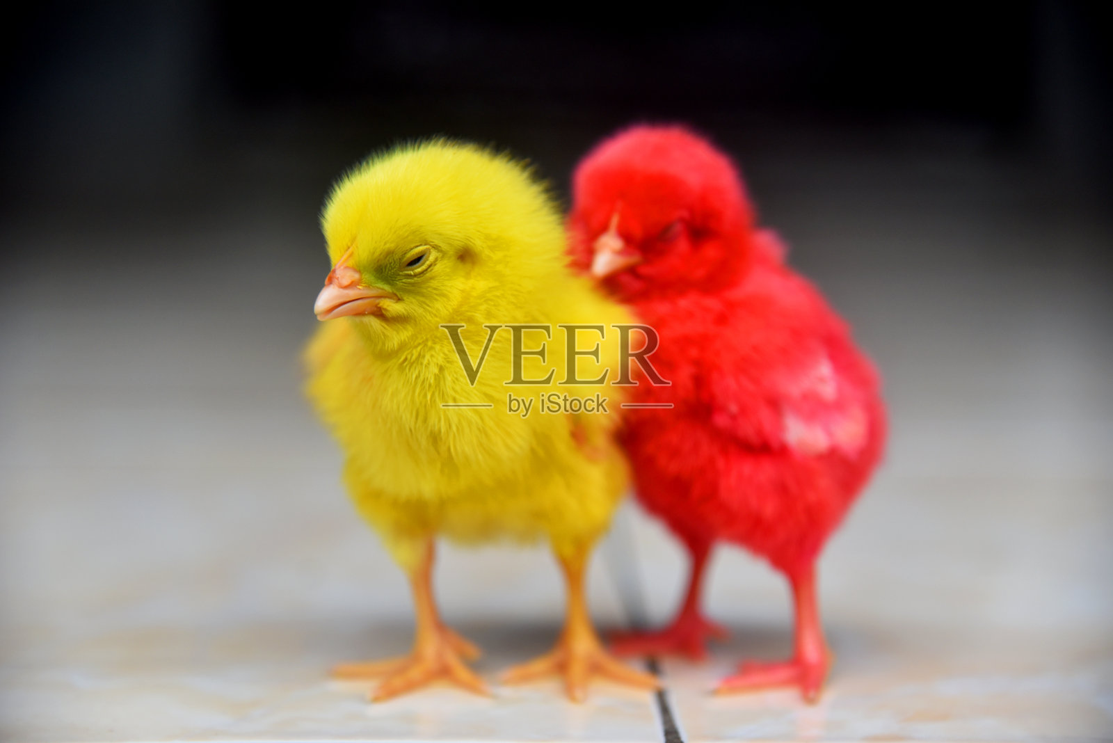 彩色小鸡关起来了照片摄影图片