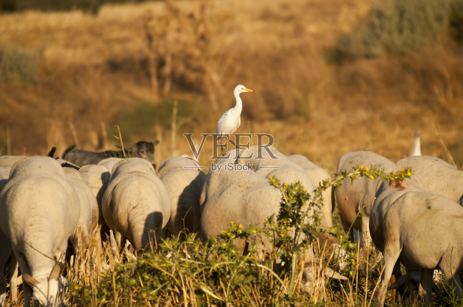 在自由和环境中的鸟儿。照片摄影图片
