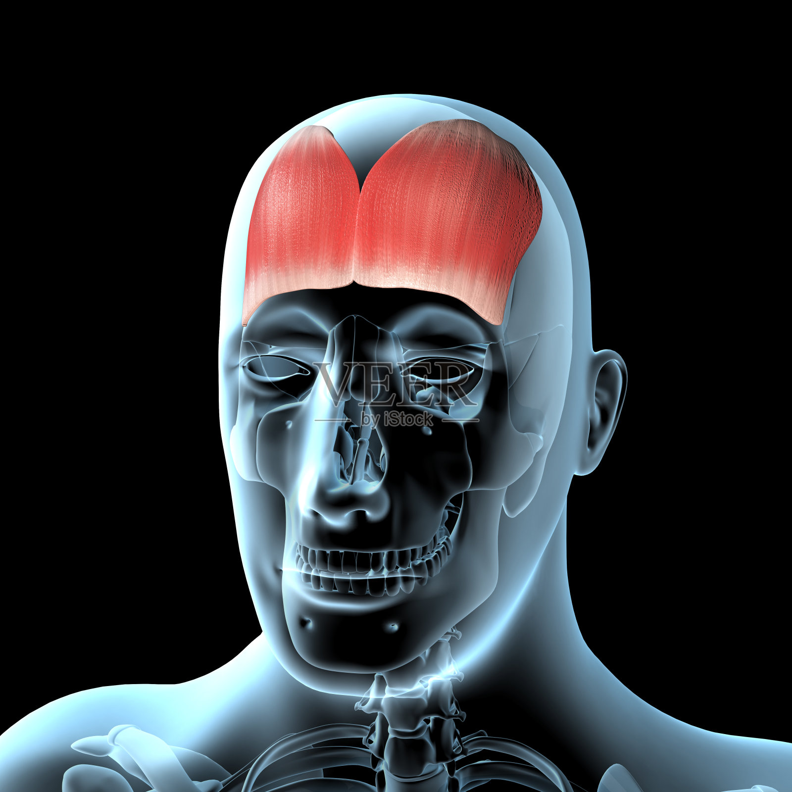 x光体上额肌解剖位置的三维图解照片摄影图片