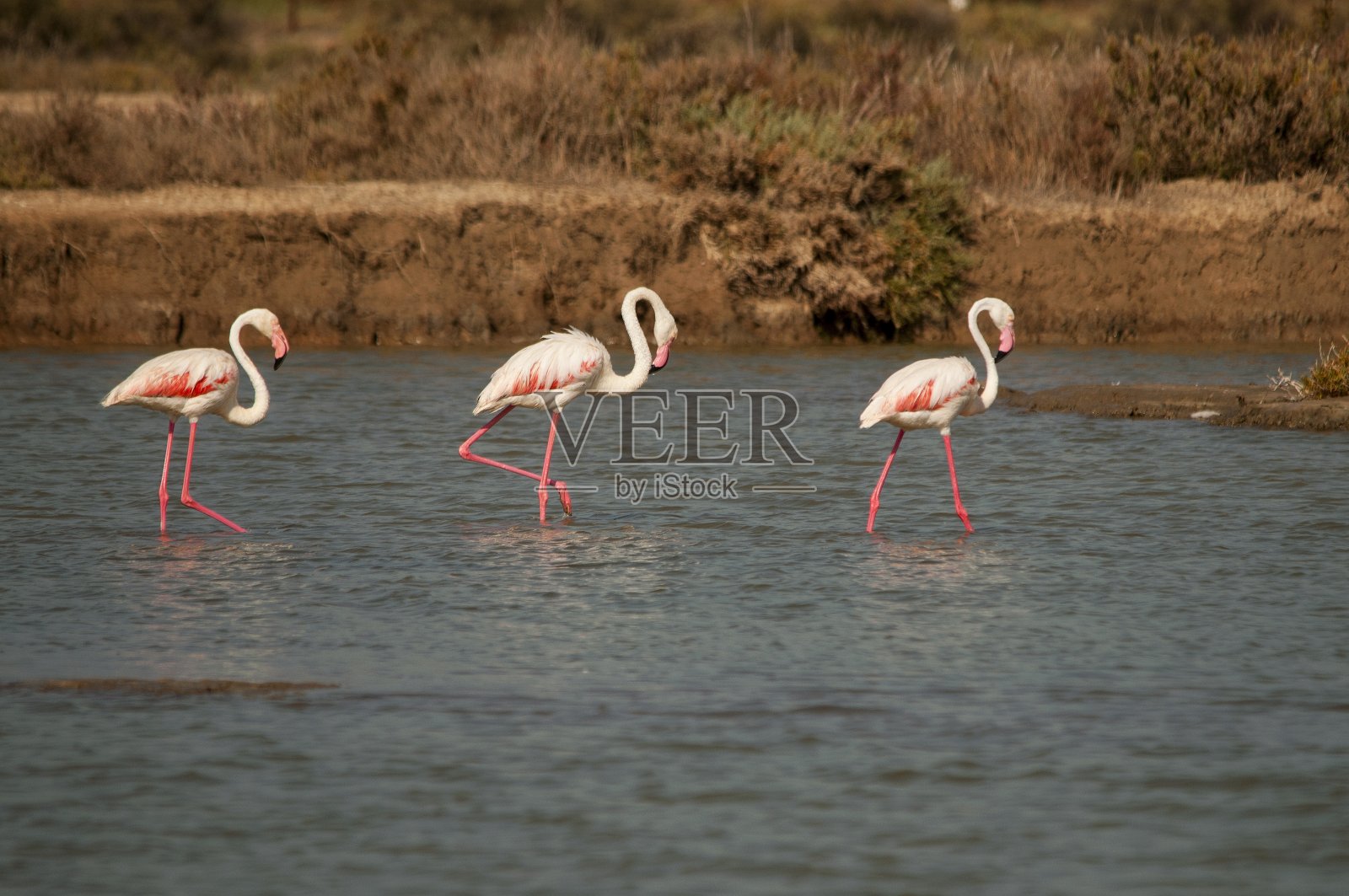 在自由和环境中的鸟儿。照片摄影图片