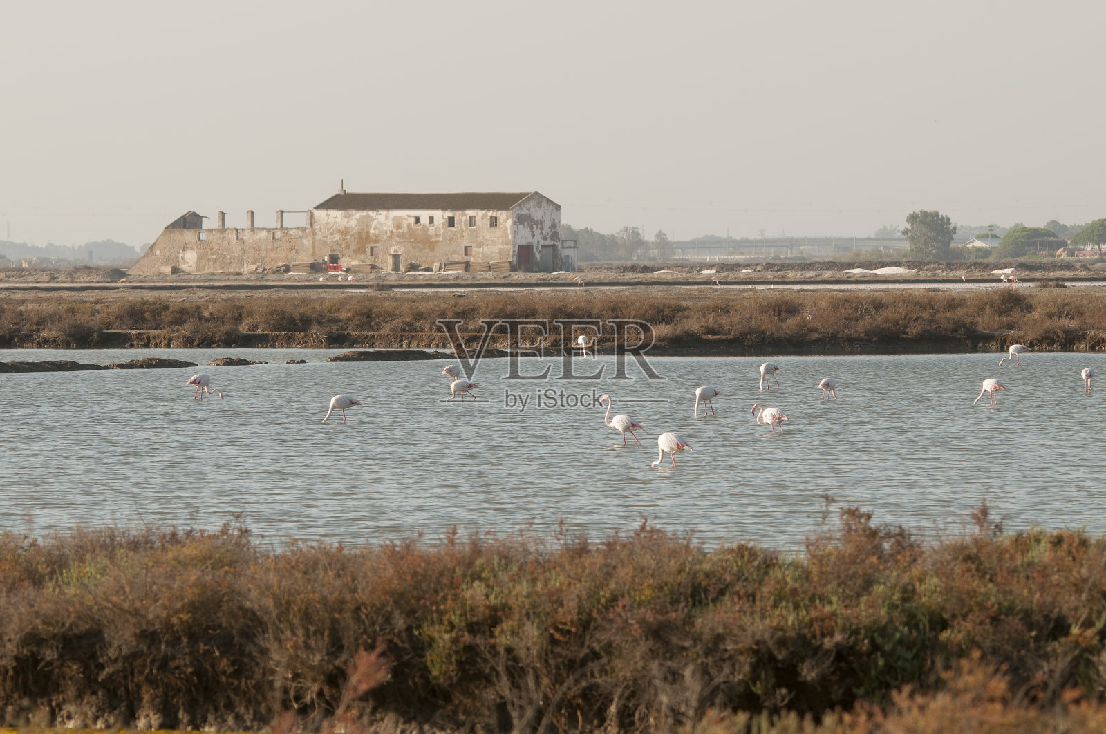 在自由和环境中的鸟儿。照片摄影图片