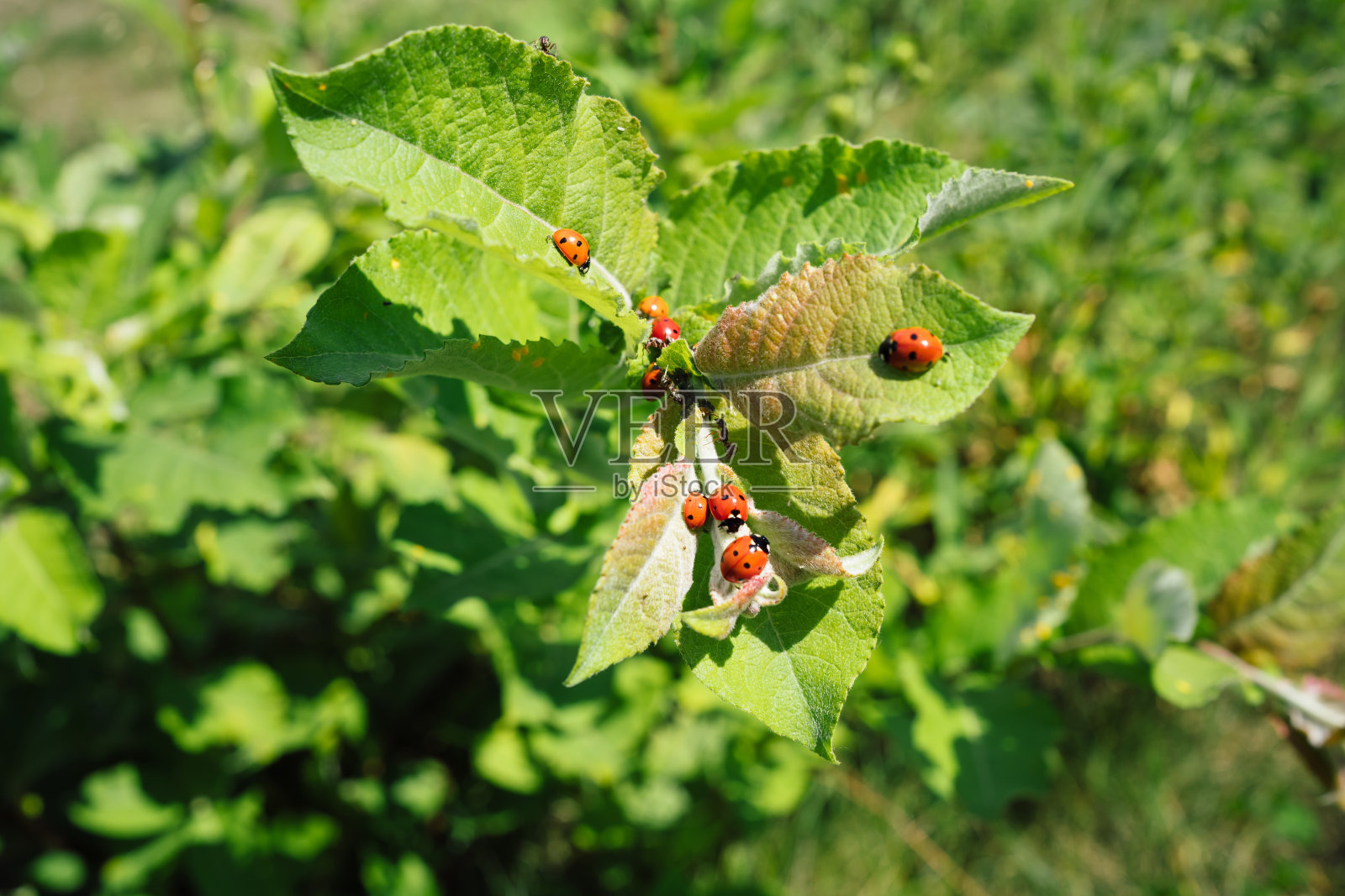 树叶上的瓢虫。有用的甲虫。观察昆虫和大自然。照片摄影图片