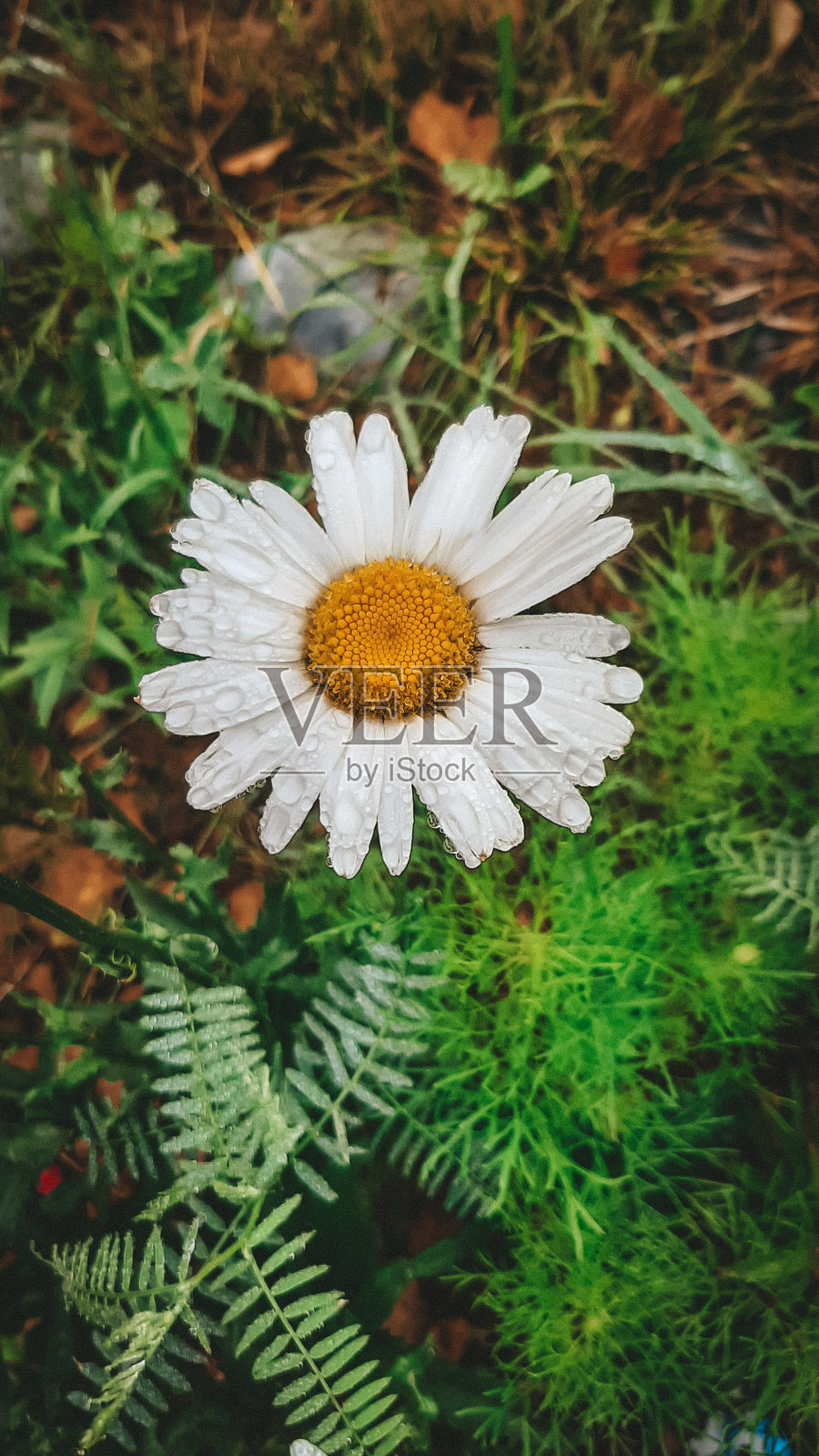 自然照片摄影图片