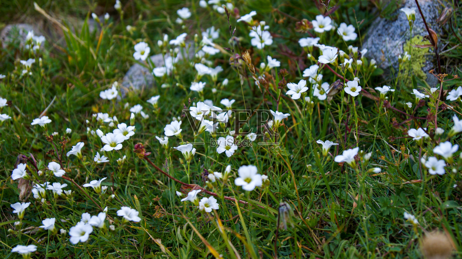 自然照片摄影图片