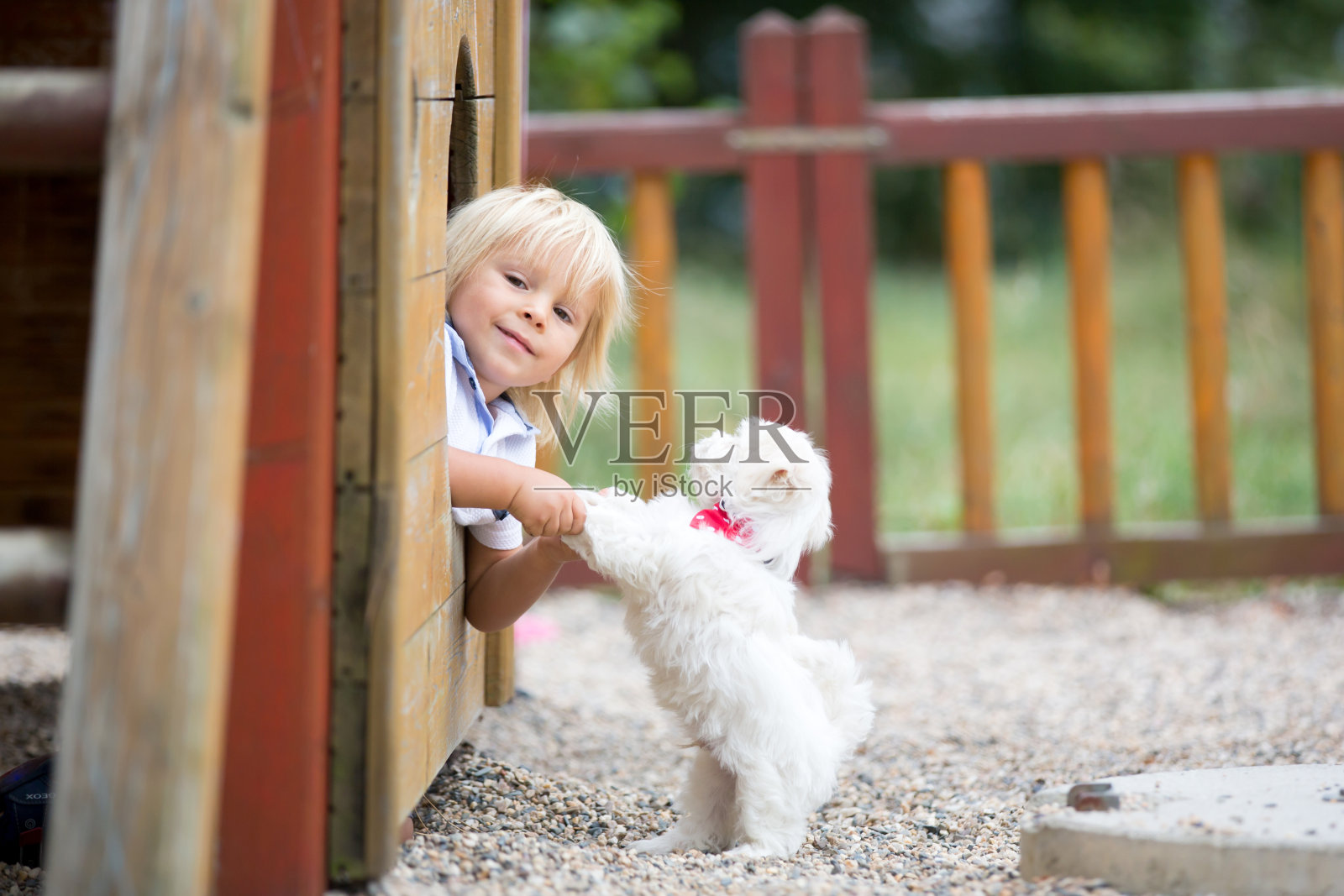 可爱的幼童带着白色的马耳他小狗，在公园里玩耍，散步照片摄影图片