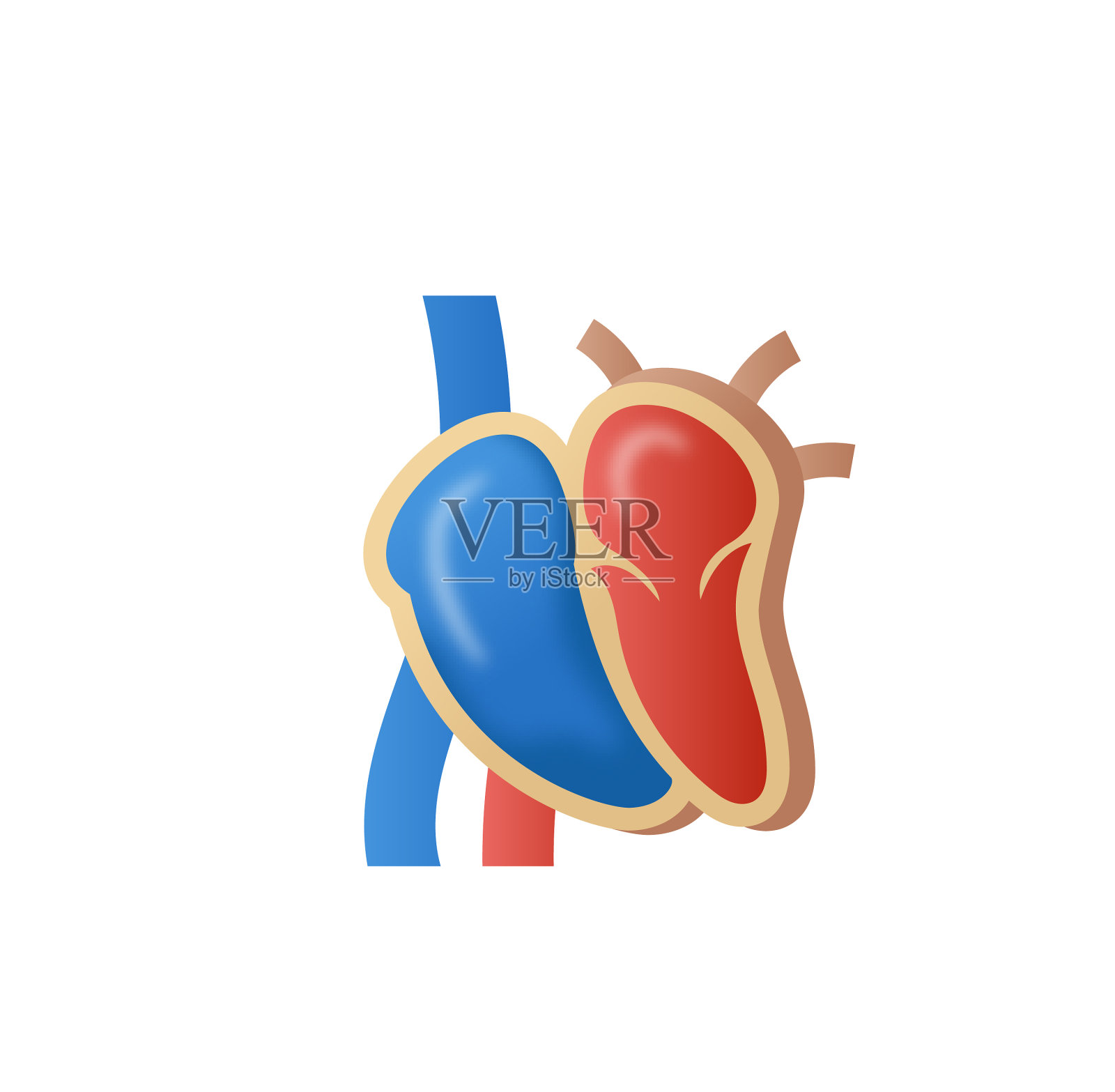 人类的心脏解剖插画图片素材