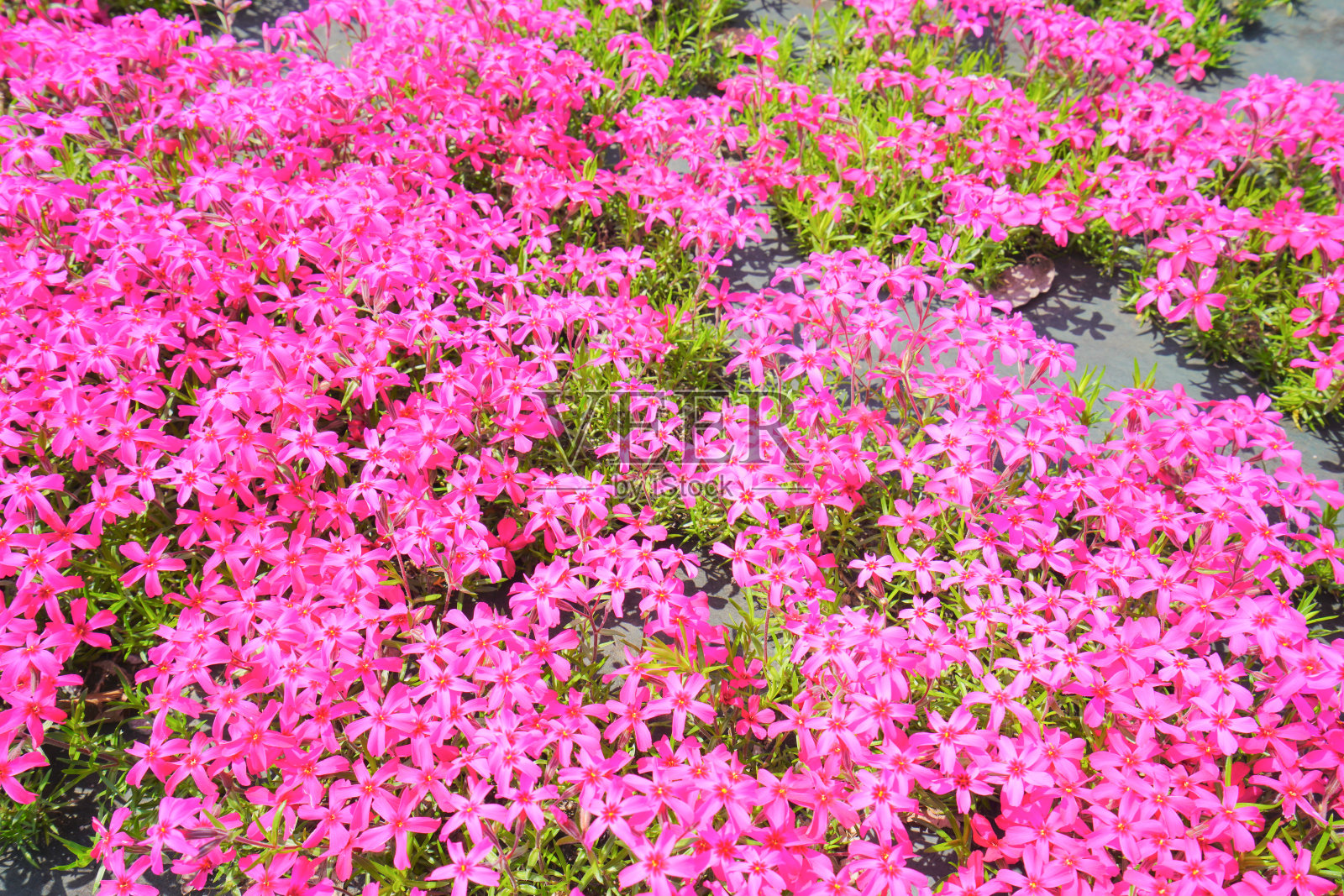 日本柴叶樱花，新泻县，日本照片摄影图片