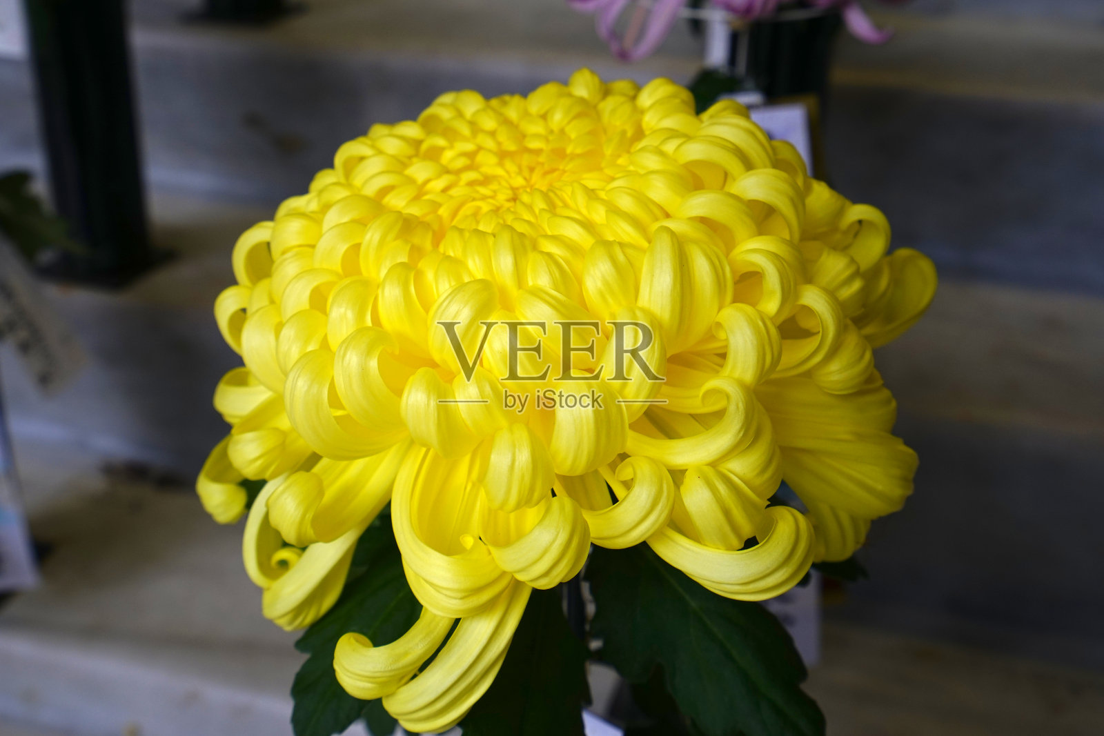 菊花，八彦村，新泻县，日本照片摄影图片