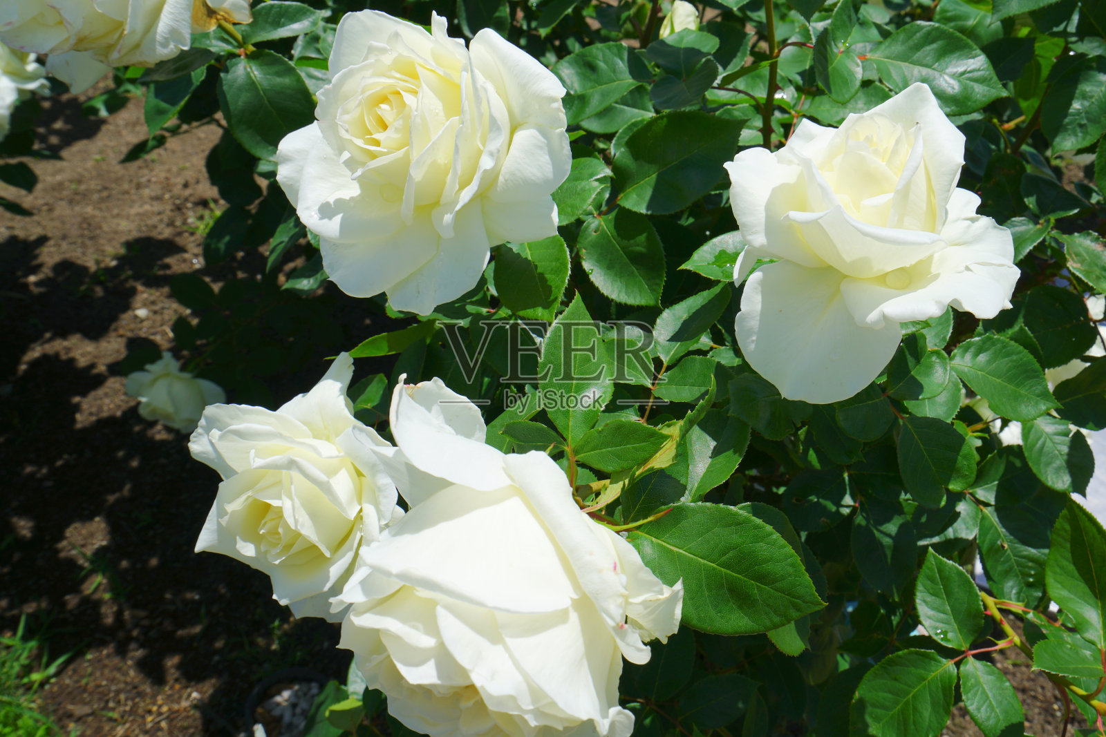 日本新泻县长冈市玫瑰花园照片摄影图片