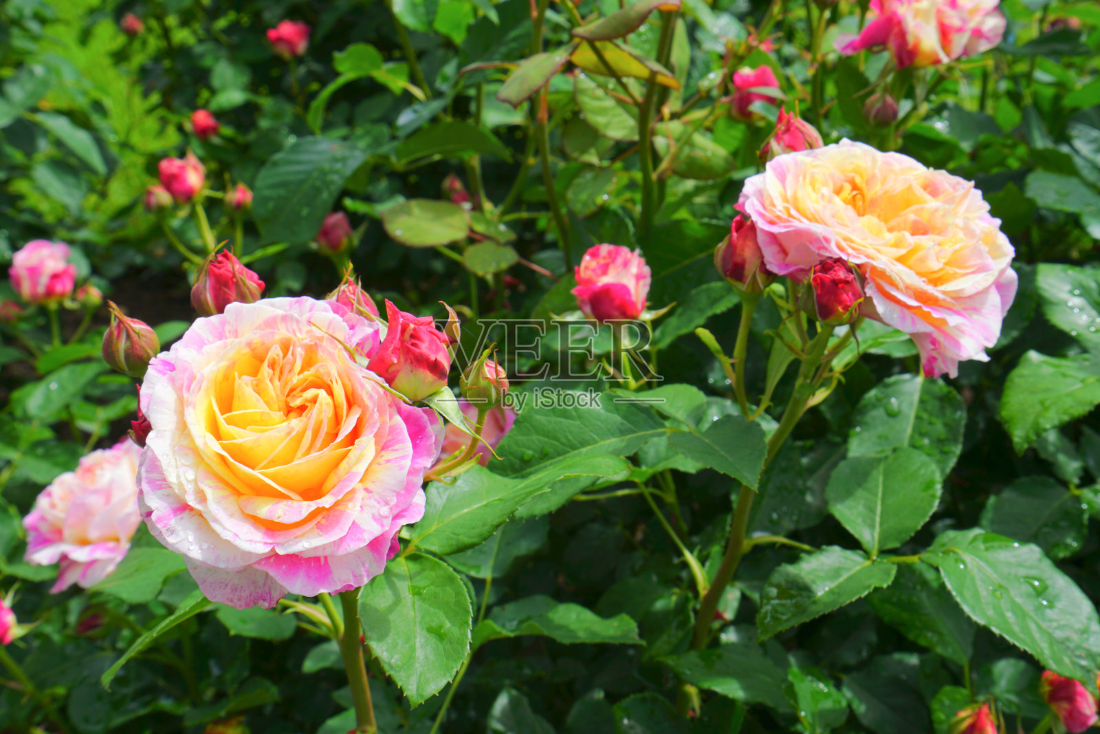 日本新泻县长冈市玫瑰花园照片摄影图片