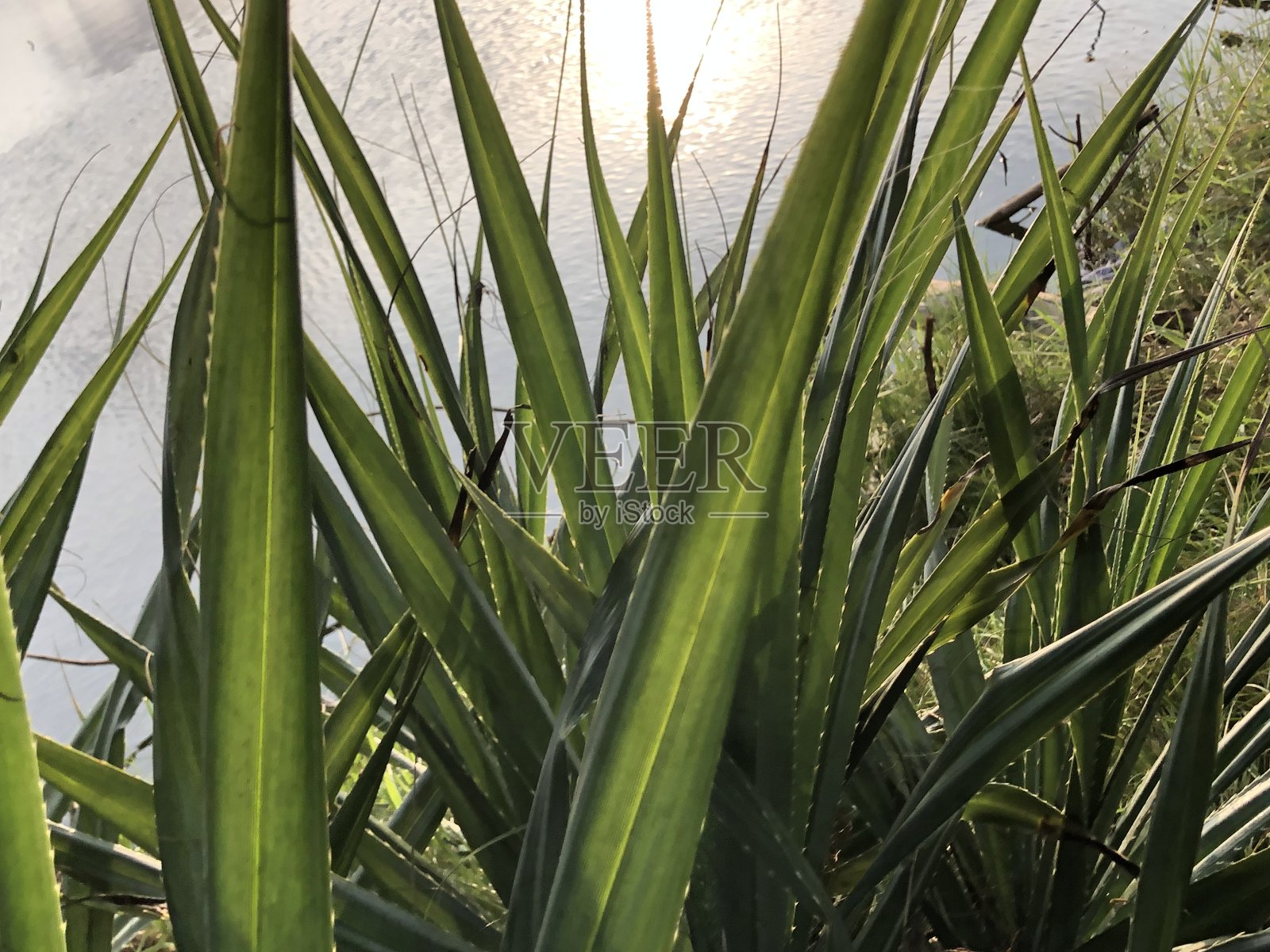 照片中的绿色杂草在平静的水面上茁壮成长照片摄影图片