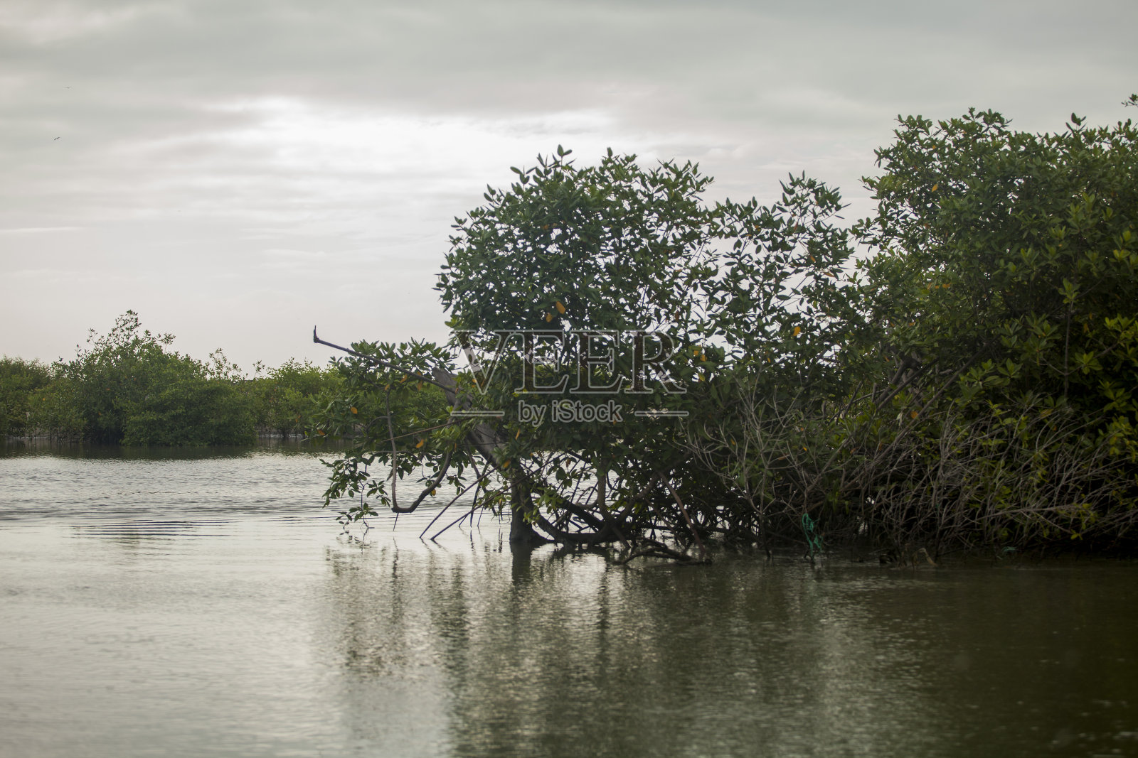 厄瓜多尔红树林沼泽，河流，棕榈树，照片摄影图片