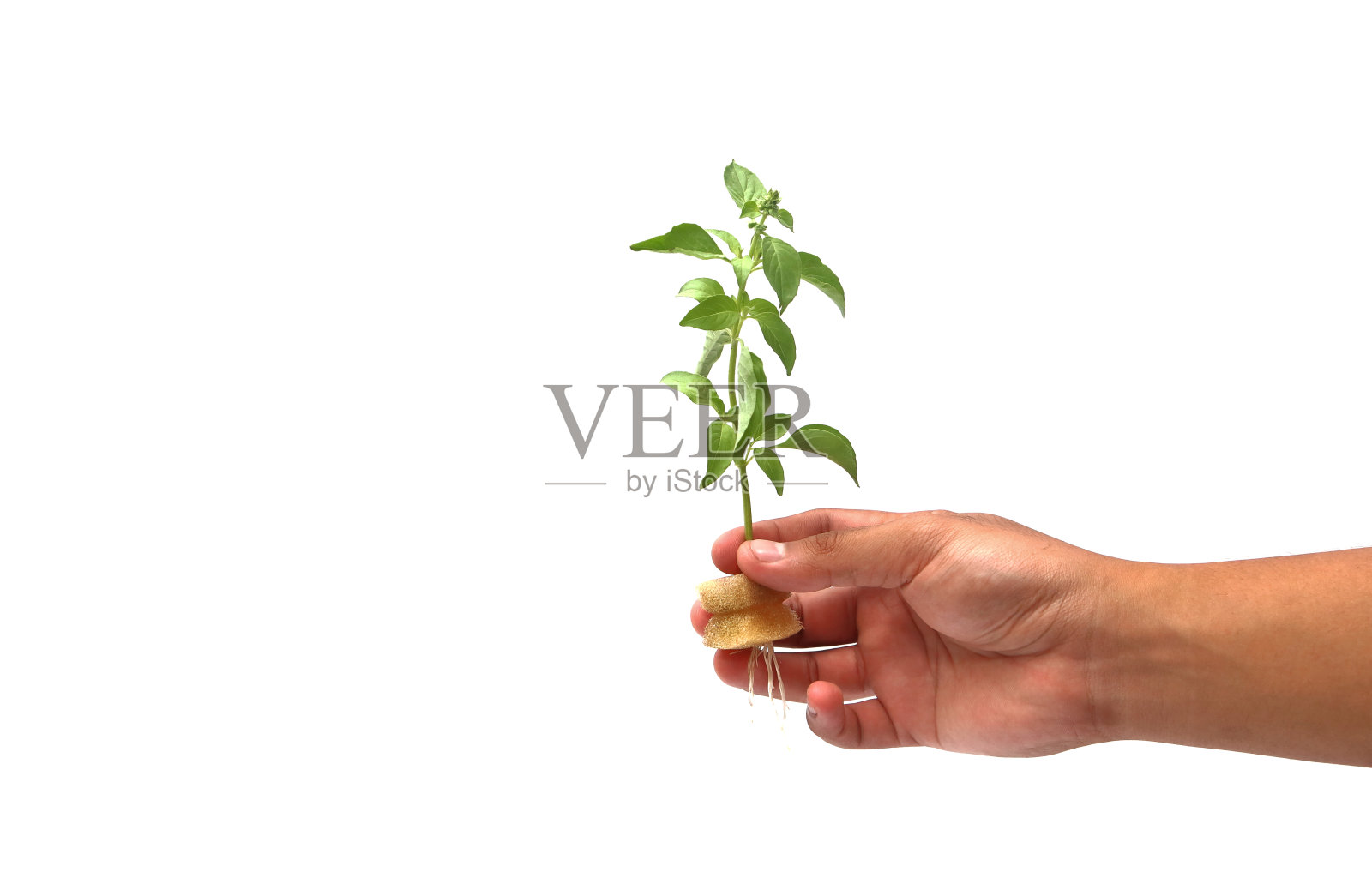 手捧树苗从播种照片摄影图片