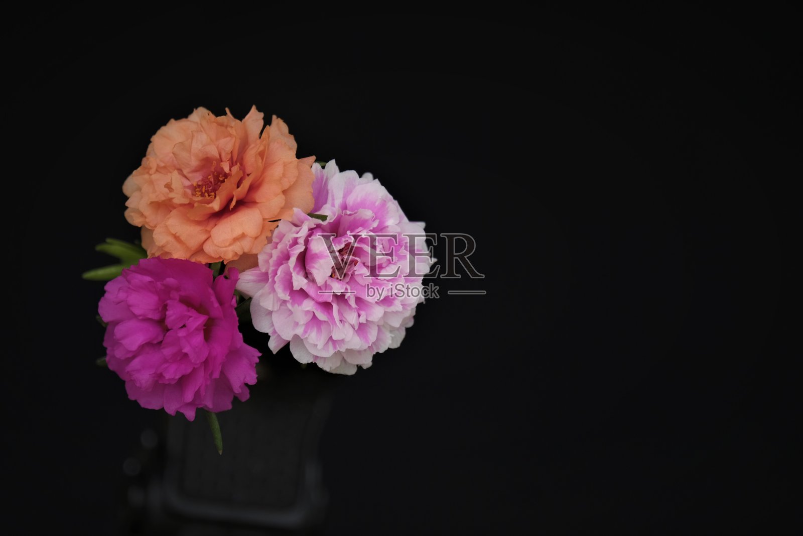 玫瑰苔藓。照片摄影图片