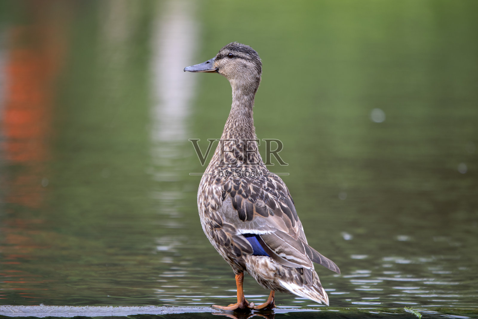 荷兰阿姆斯特丹的母鸭照片摄影图片