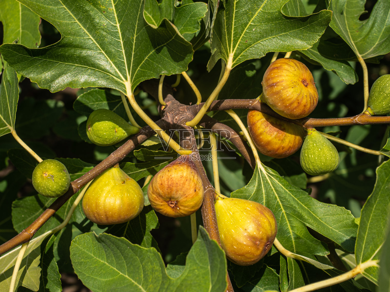 金黄色的成熟无花果生长在无花果树的几根小树枝上。照片摄影图片