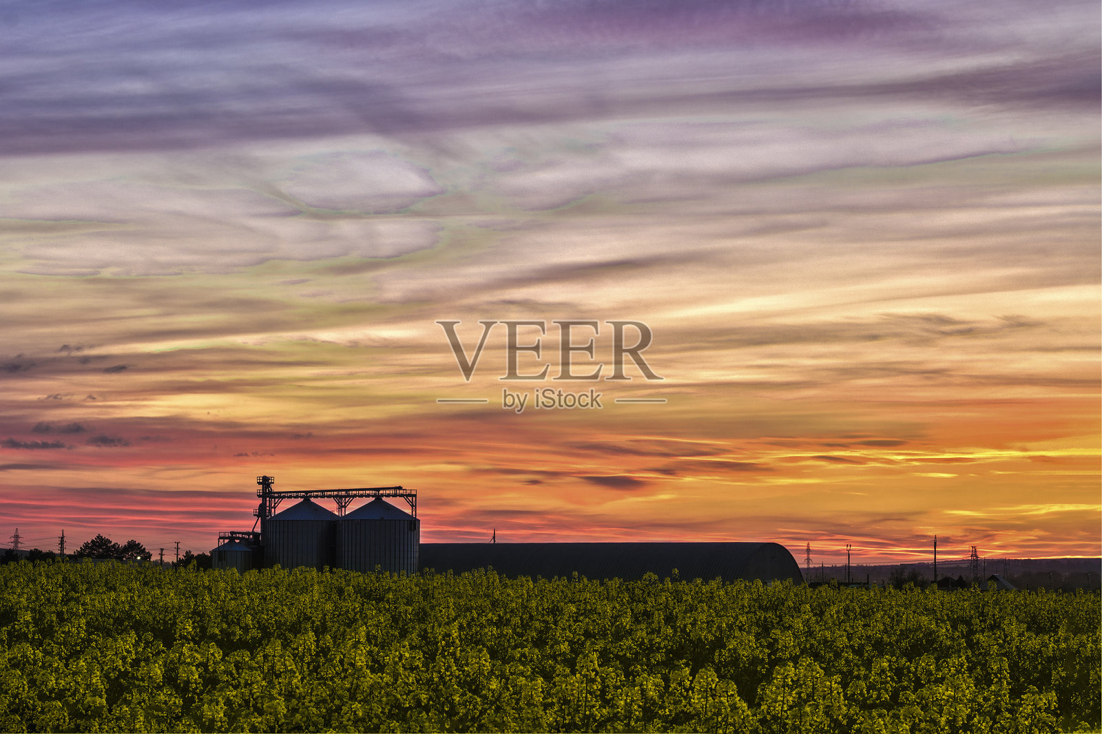 日落时分带有HDR效果的油菜田照片摄影图片