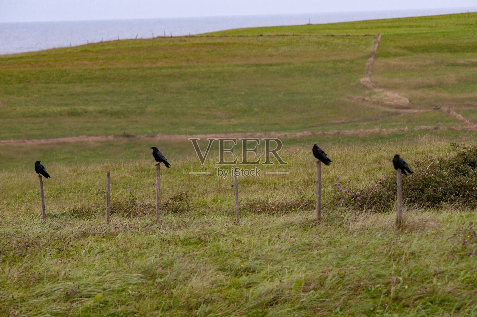 在自由和环境中的鸟儿。照片摄影图片