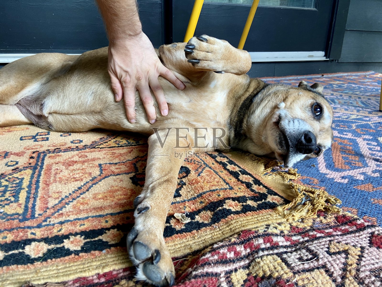 快乐的狗狗得到了腹部按摩照片摄影图片