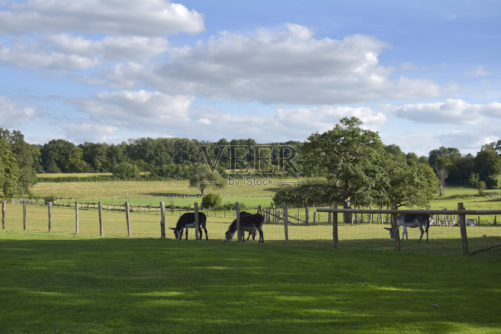 农业景观驴照片摄影图片
