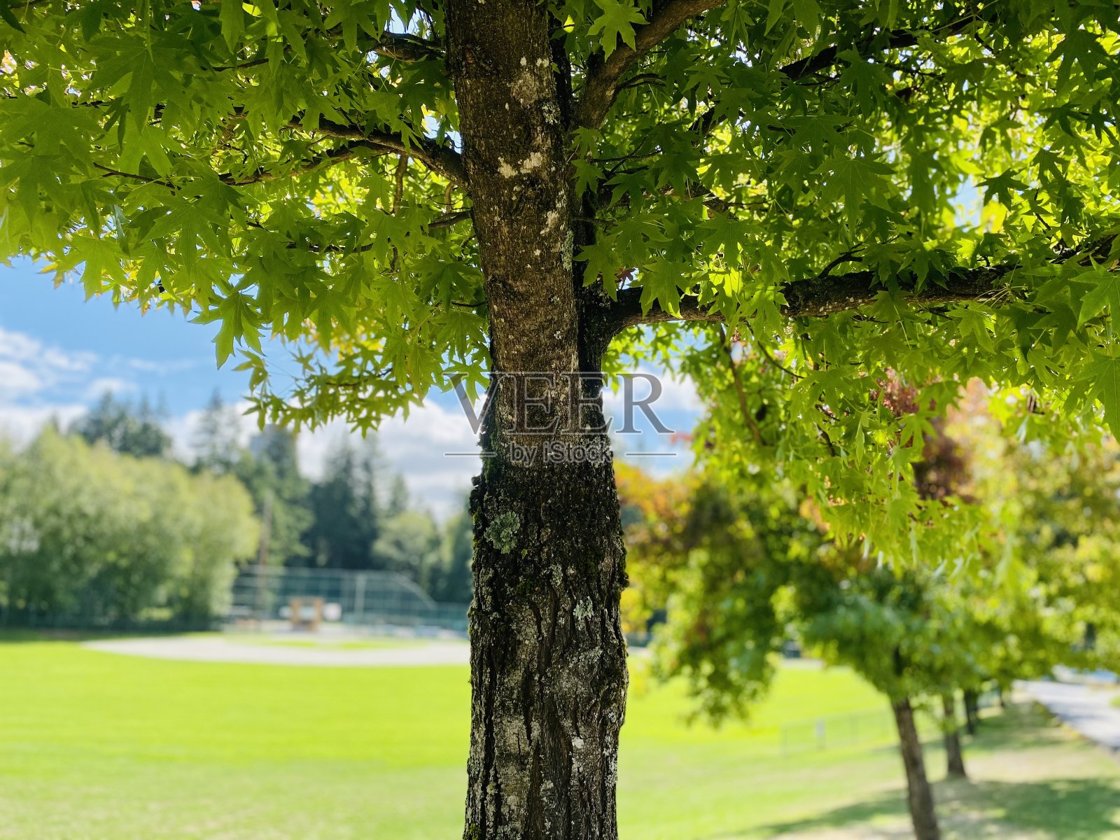 公园绿树成荫，夏日阳光明媚，室外风光无限照片摄影图片