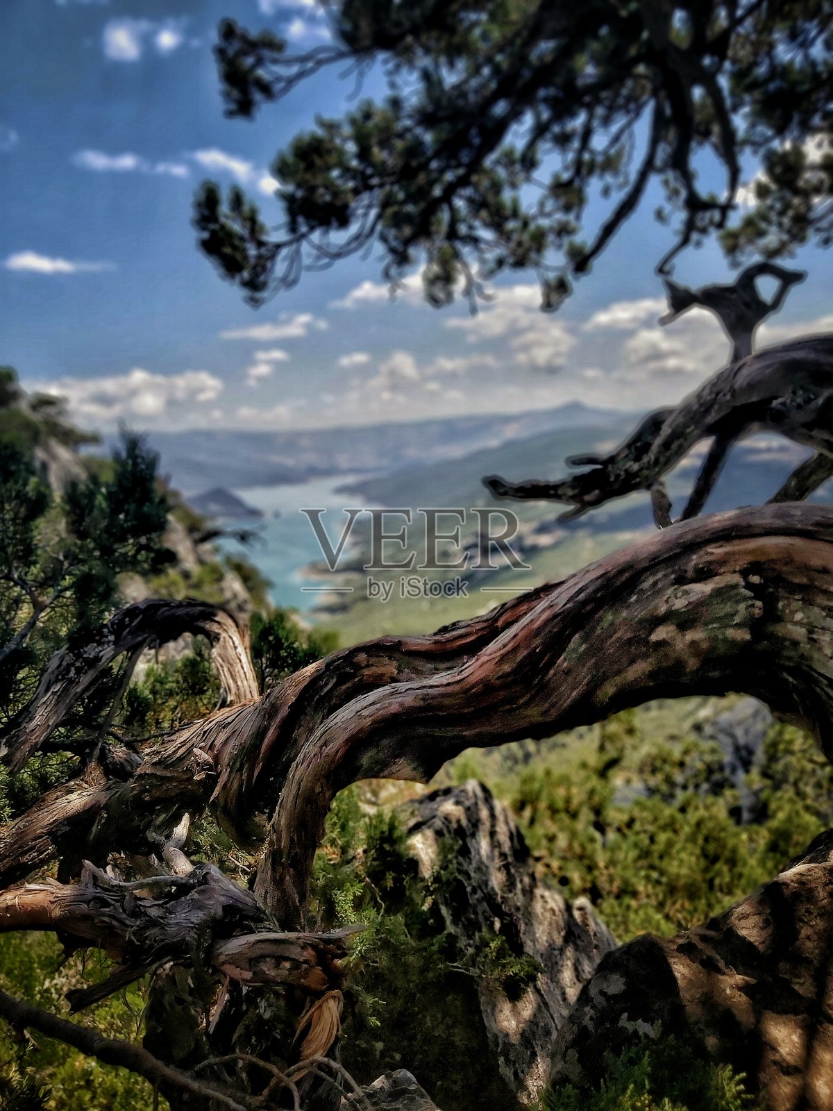 庄严的树俯瞰山谷03照片摄影图片