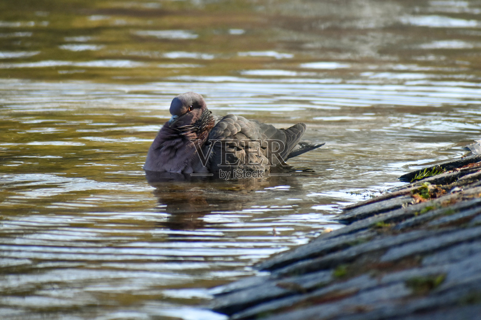 鸽子(Patagioenas picazuro)沐浴照片摄影图片