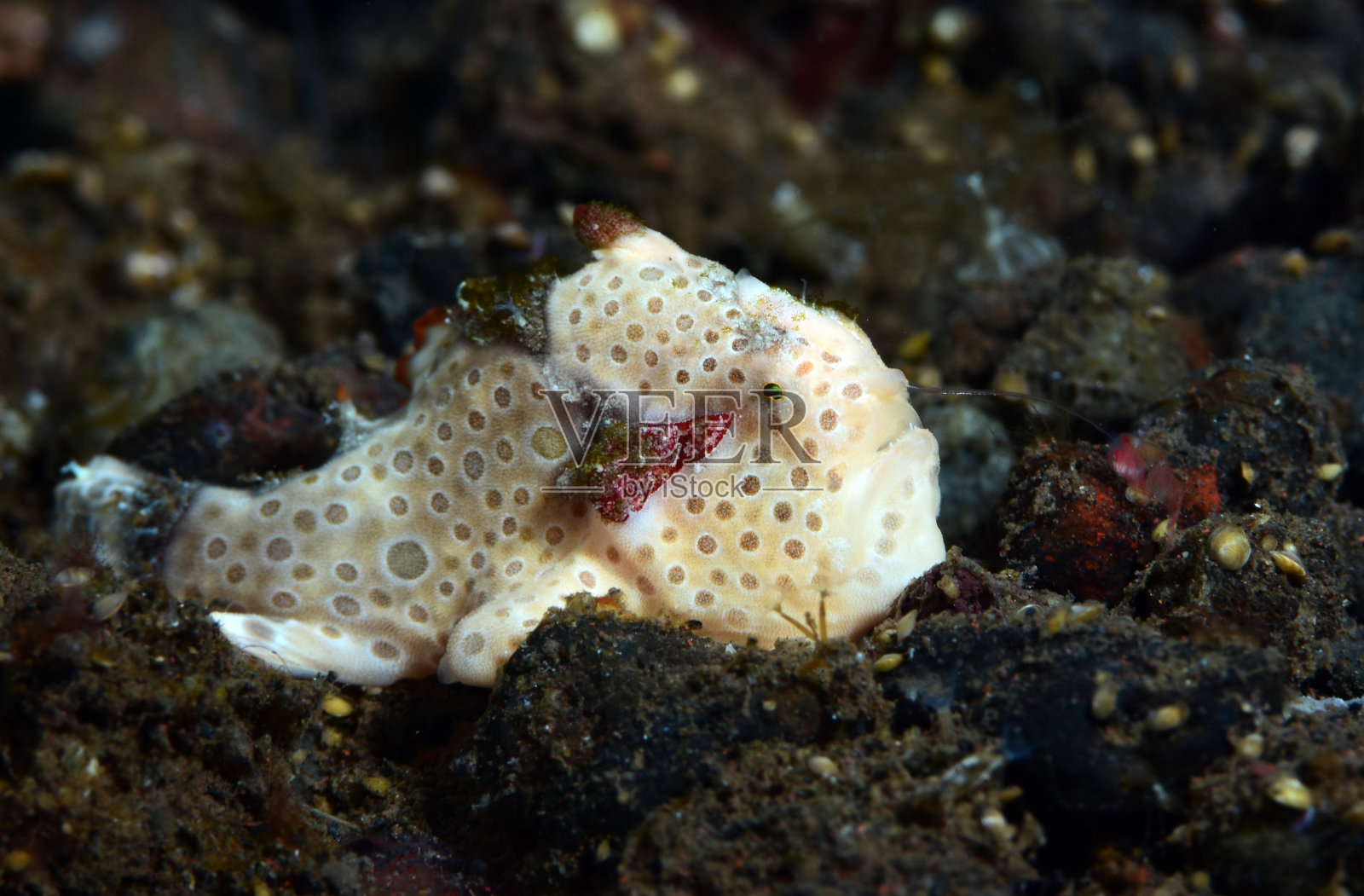 白色的奇怪的鱼。照片摄影图片