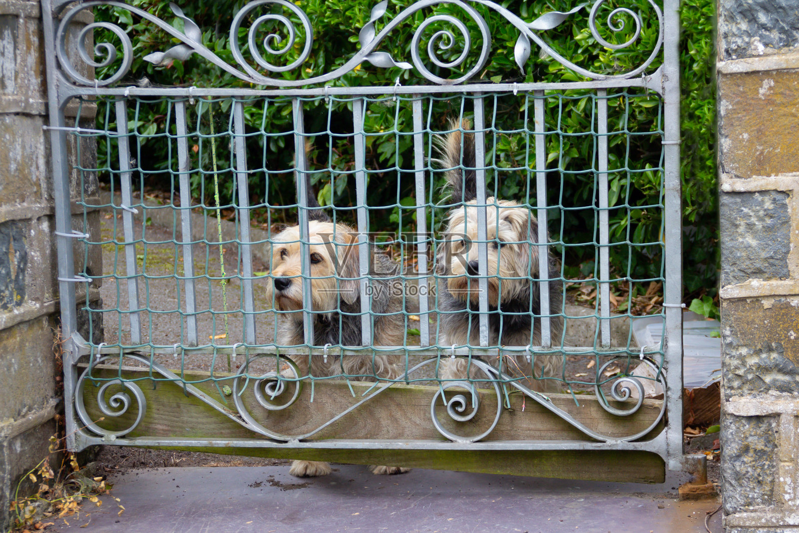 两只非常漂亮的小狗站在锁着的大门的栅栏外，它们的主人希望保护它们免受偷狗贼的伤害。在新冠疫情期间，偷狗贼一直是一个大问题，很多狗被偷并出售照片摄影图片