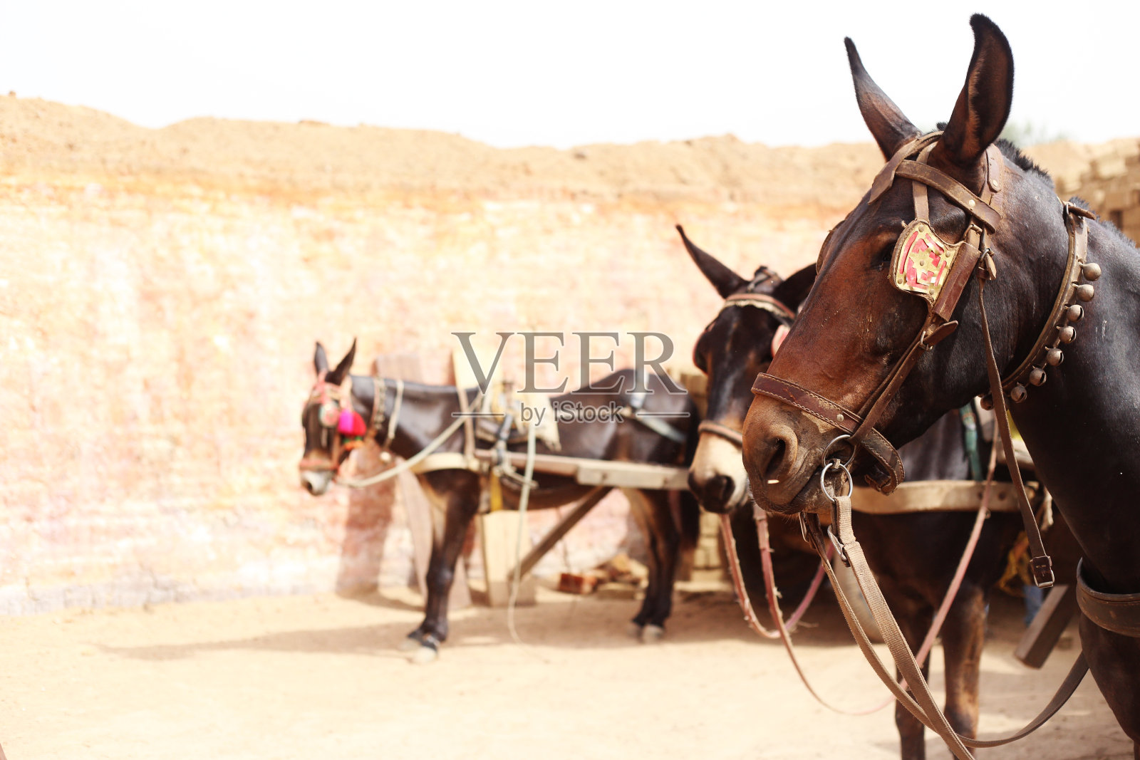 马车排成一排照片摄影图片