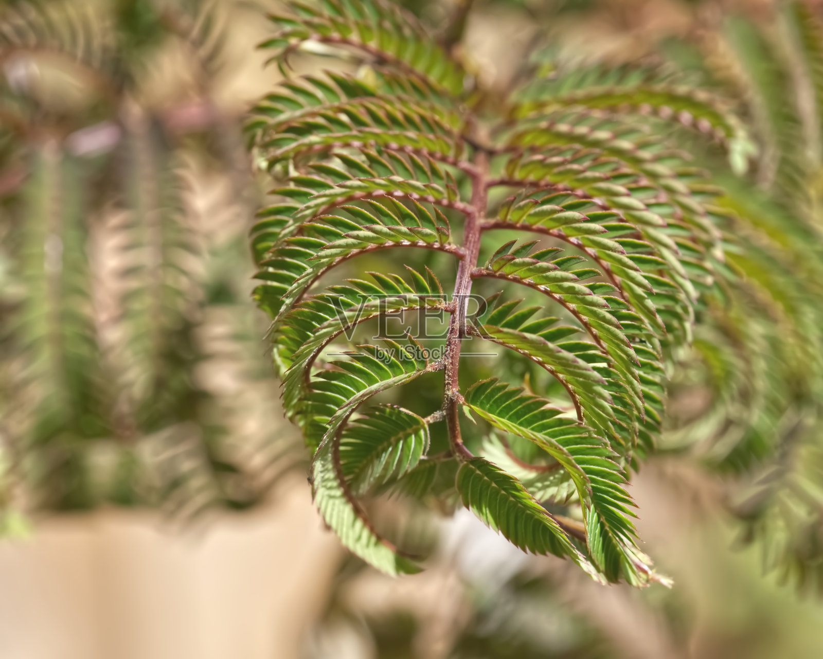巧克力含羞草的叶子照片摄影图片
