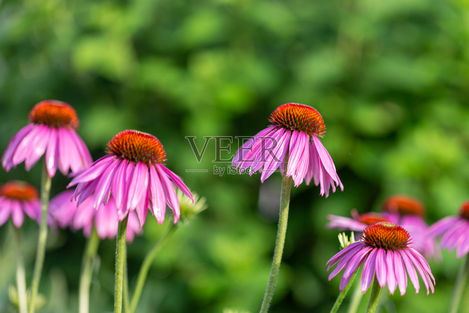 盛开的紫色松果花(紫锥菊)照片摄影图片