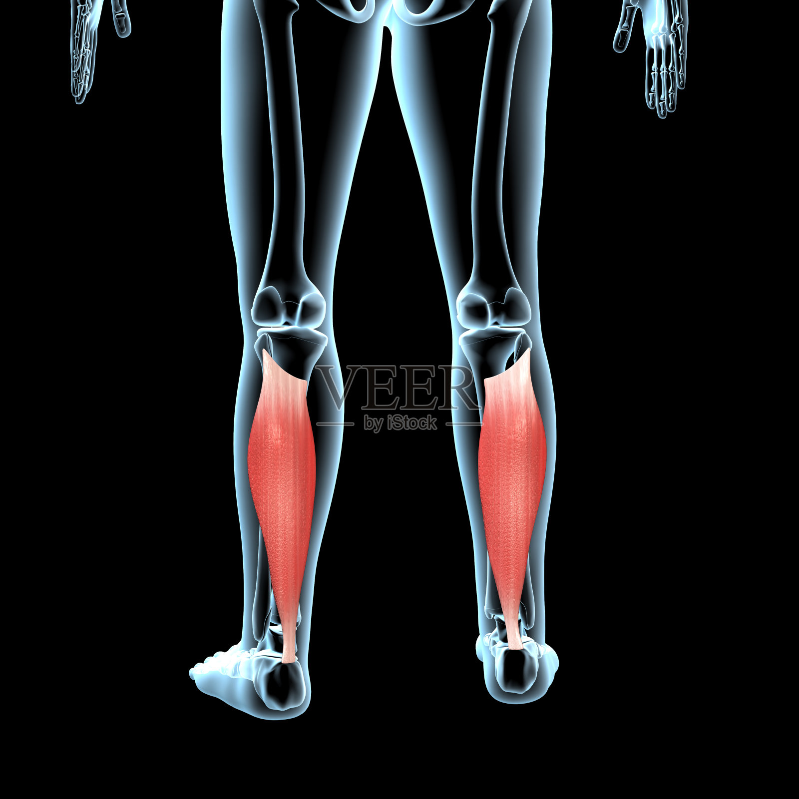 比目鱼肌肉解剖位置在x光体的3D插图照片摄影图片