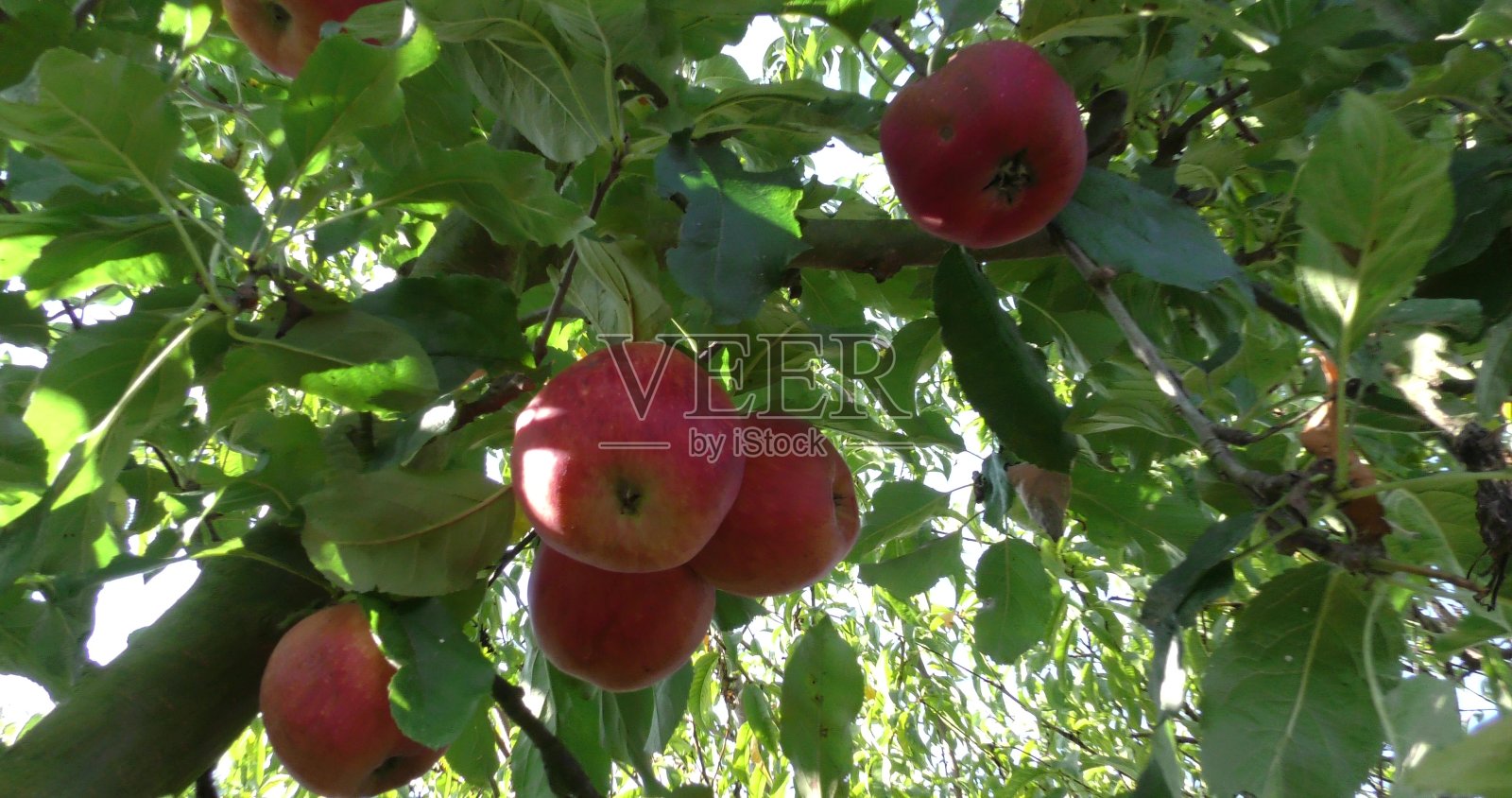 树上有新鲜的红苹果照片摄影图片