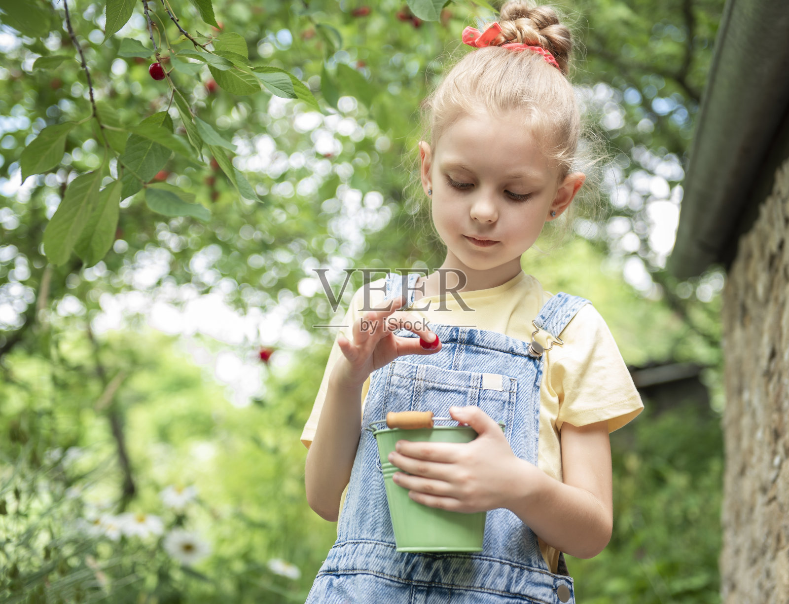 小女孩正在花园里摘樱桃。照片摄影图片