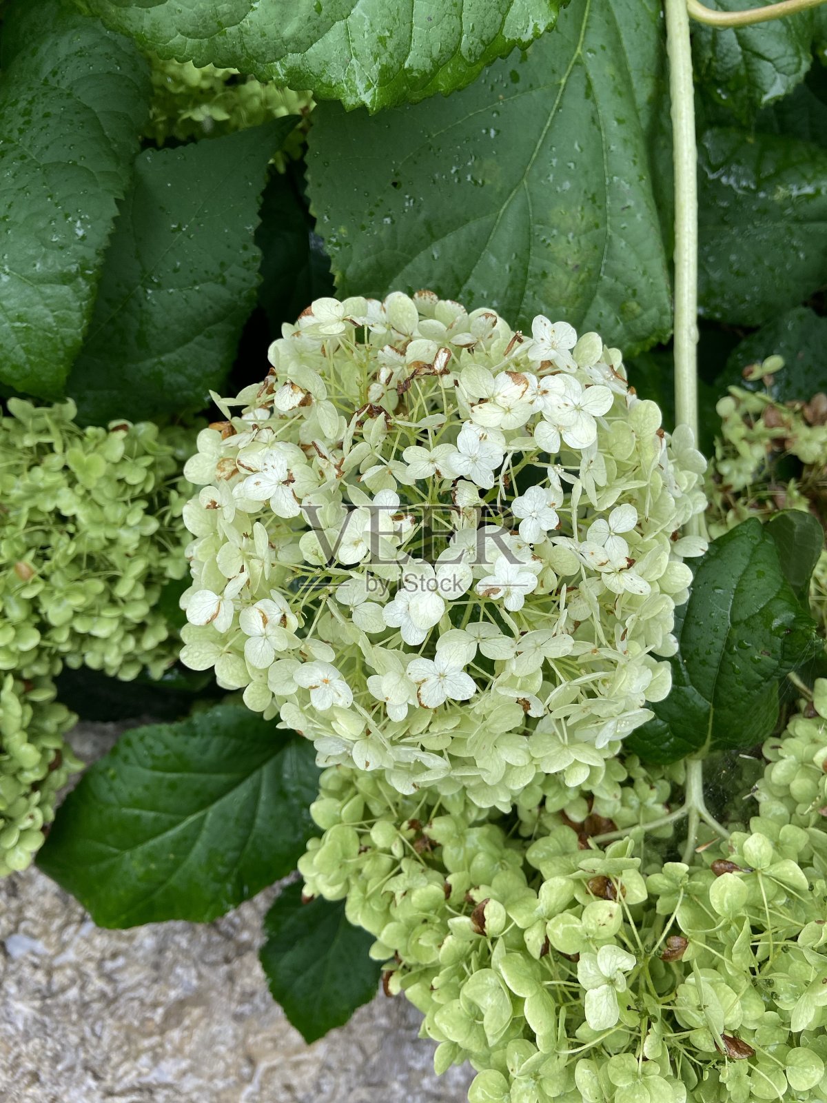 白色绣球花花照片摄影图片