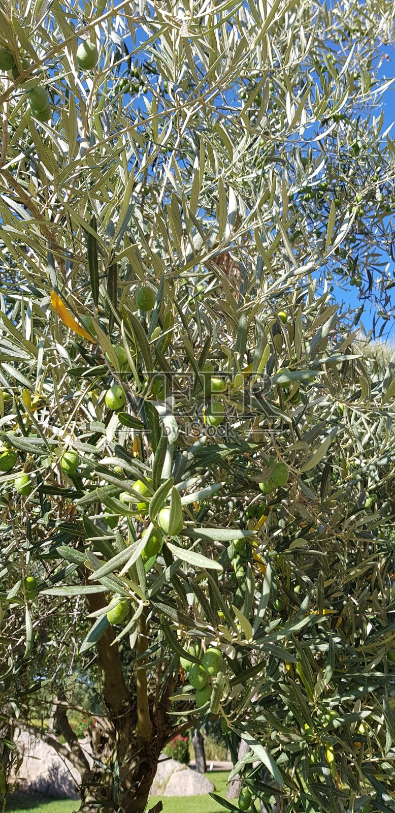 橄榄树照片摄影图片