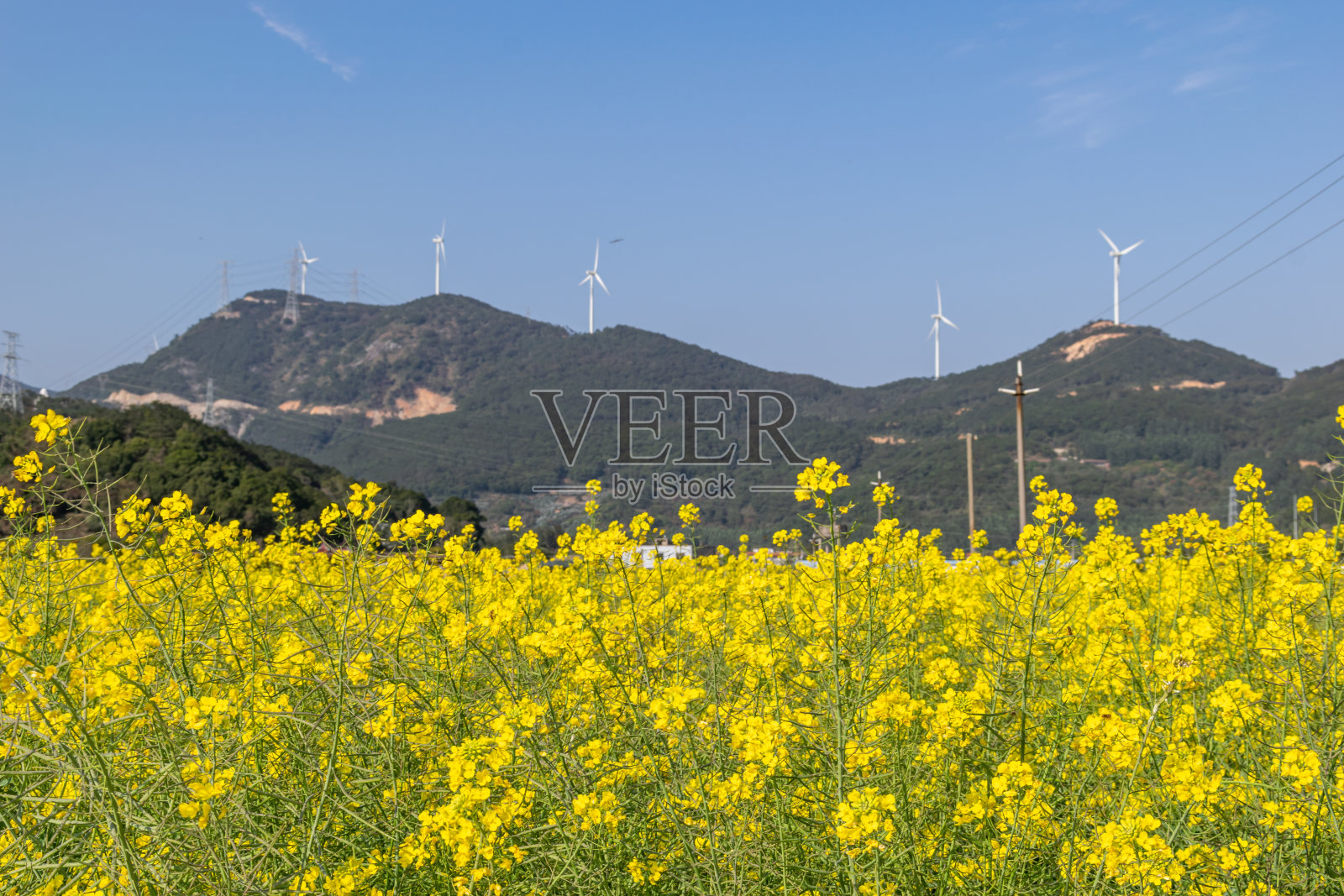 在油菜花田的阳光下，油菜花盛开照片摄影图片